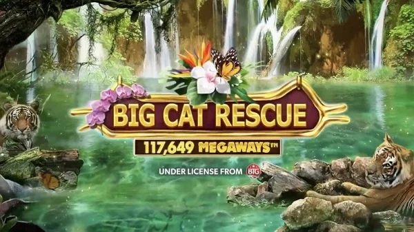 Mẹo chơi Big Cat Rescue Megaways luôn thắng lớn