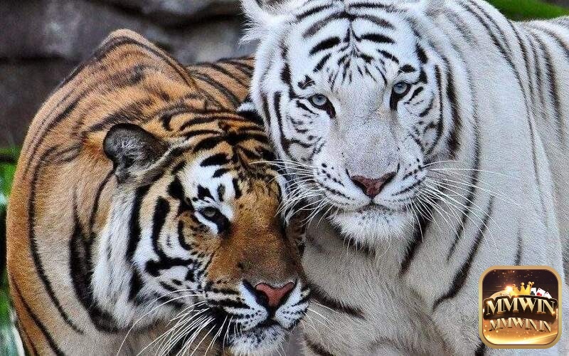Mỗi một loài hổ khác nhau có giấc mộng khác nhau