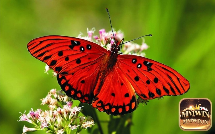 Mơ thấy bướm đánh con gì và dự báo điềm gì?