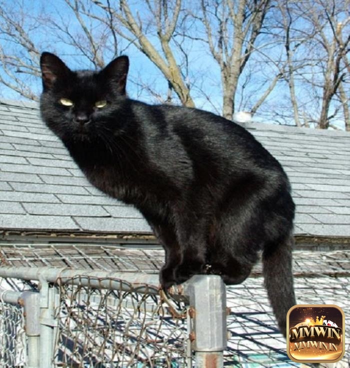 mơ thấy mèo đen đánh con gì mèo lạ