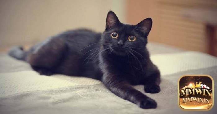 mơ thấy mèo đen đánh con gì mèo nhà mình