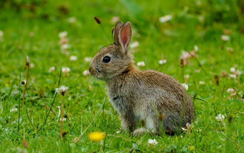 Mơ thấy thỏ đánh con gì từ 1 đến 99 để may mắn trúng đề