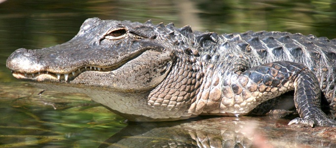 Nằm mơ thấy cá sấu đánh con gì? Giải mã 7 điềm báo giấc mơ