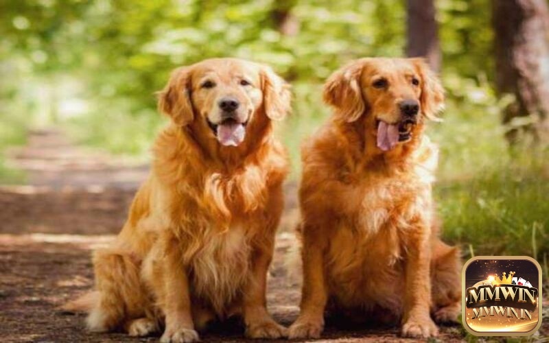 Hai chú chó vàng xuất hiện trong giấc mơ của bạn