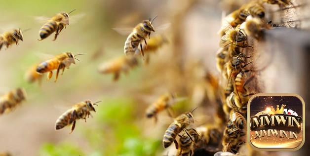 giải mã chiêm bao thấy ong
