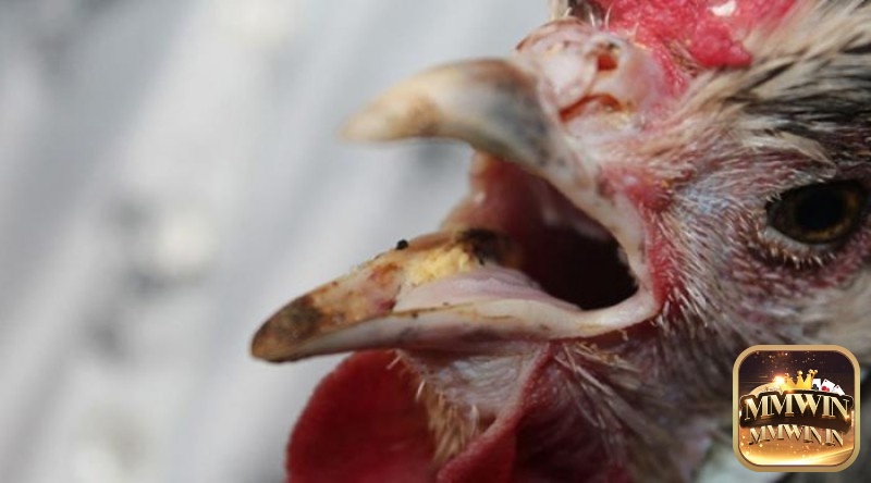 Cách chữa gà chọi bị khò khè: Thường xuyên móc máu đọng họng gà