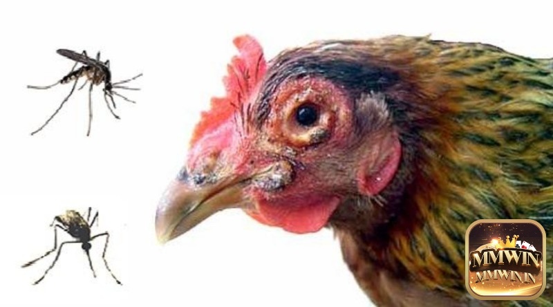 Cách chữa gà chọi bị thuỷ đậu: Giữ truồng trại gà thông thoáng tránh muỗi