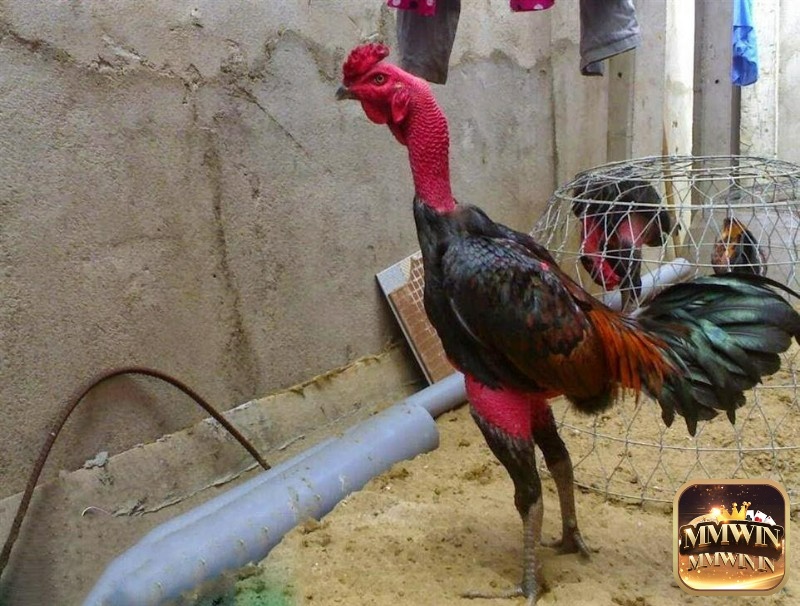 Cách chữa gà chọi bị tụ huyết trùng hiệu quả để đàn gà trở lại khỏe mạnh 