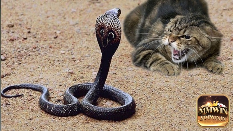 Mơ thấy chó hoặc mèo cắn chết rắn dự báo sẽ có tin vui bất ngờ