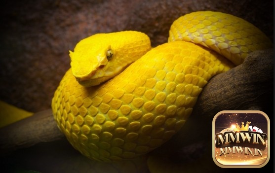 Chiêm bao thấy rắn màu vàng khổng lồ là điềm báo xấu