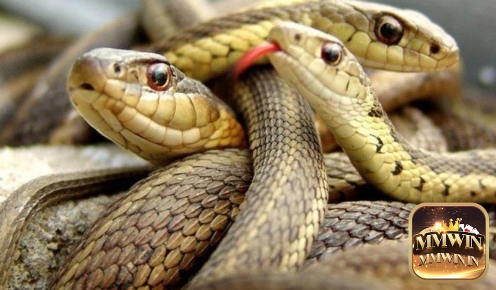 Tìm hiểu chung về việc chiêm bao thấy bắt rắn
