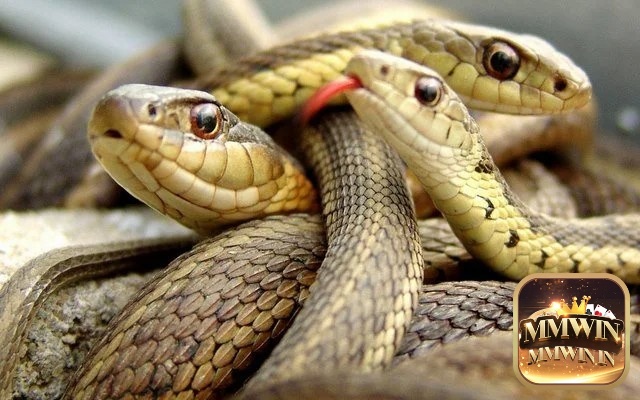 Giãi mã điềm báo xấu khi nằm chiêm bao thấy rắn